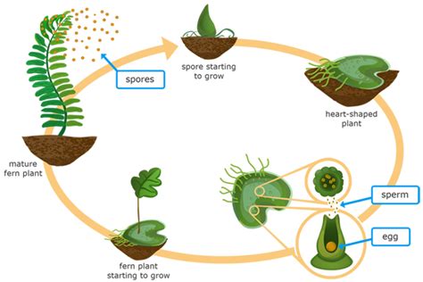 Fern Life Cycle For Kids