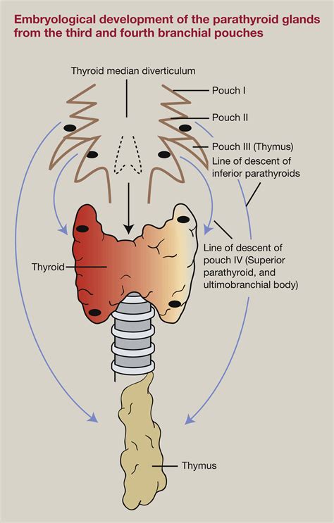 Anatomy Of The Thyroid Parathyroid Pituitary And Adrenal Glands