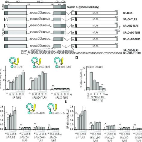 The C Terminal D Domain Of Flagellin Is Required For Tlr Activation