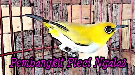 Bikin Pleci Ngalas Buka Paruh Pleci Kalian Dirumah Youtube