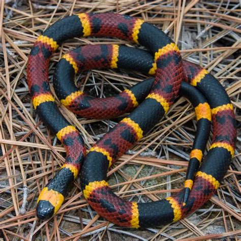 Eastern Coral Snakes in Central Florida - Florida Wildlife Trappers