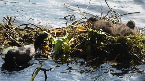 Maman Foulque Et Ses B B S Moeder Meerkoet En Haar Baby S Juni