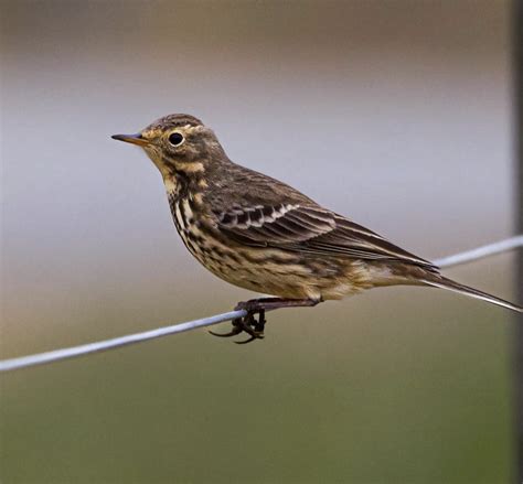 American Pipits visit Raleigh, North Carolina – Best Life Birding