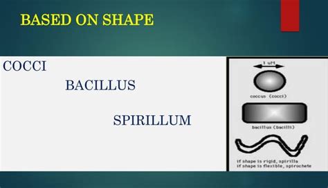 Morphology of bacteria | PPT