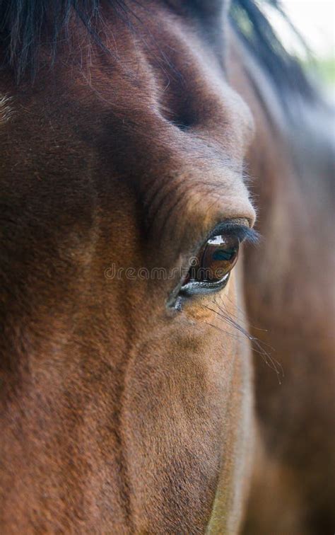 12724 Horse Head Close Up Stock Photos Free And Royalty Free Stock