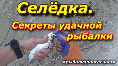 Уловистая Снасть На Селёдку .Сельдь на дону .Секреты удачной рыбалки ...