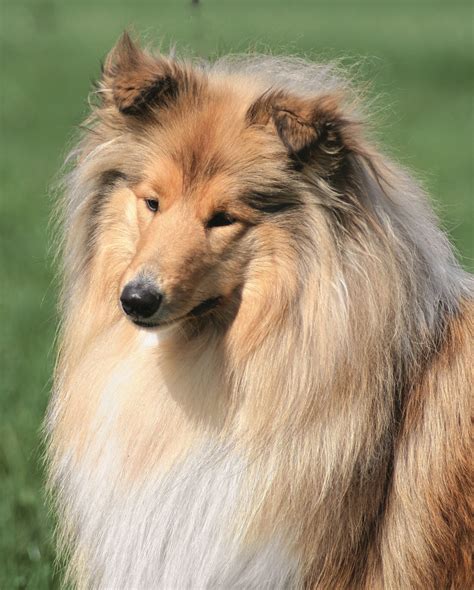 Rasse Des Monats Collie Vdhde