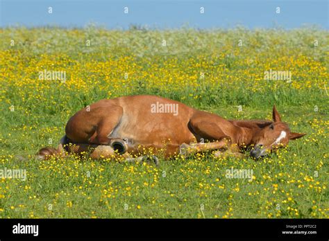 Rollende Pferd In Einer Blumenwiese Stockfotografie Alamy