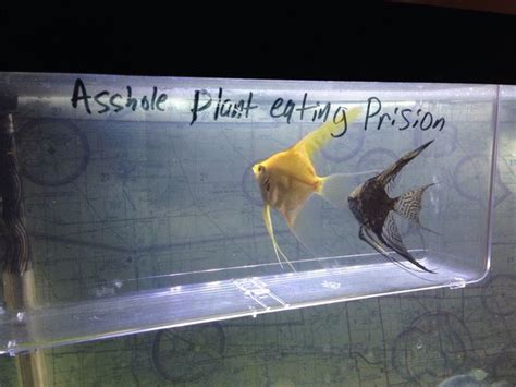 Its Fish Shaming Time Animal Memes Fish Tank Fish