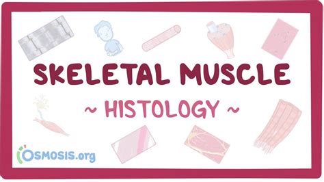 Skeletal Muscle Histology Video Anatomy Definition Osmosis