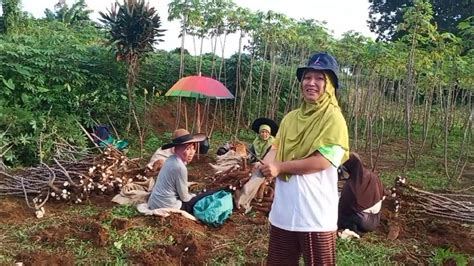 Kecil Cabe Rawit Itu Julukan X Ni Buat Singkong Manggu Pohon Boleh