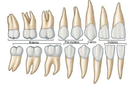 Виды Зубов Картинки – Telegraph