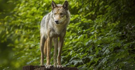 Le Loup Tend Son Territoire En France