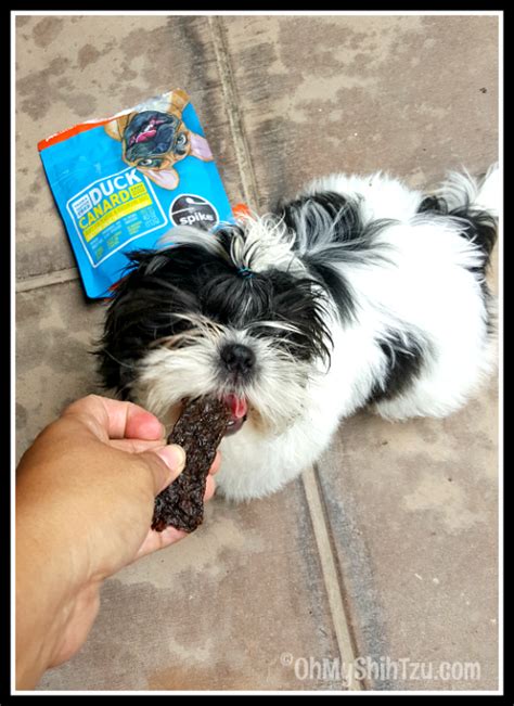 Spike The New Dog Treat In Town Oh My Shih Tzu