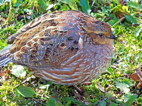 How To Identify A Northern Bobwhite Birds And Blooms