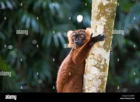 Lemur of Madagascar Stock Photo - Alamy