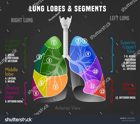 Human Lungs Infographic Lung Lobes Segments เวกเตอร์สต็อก ปลอดค่า