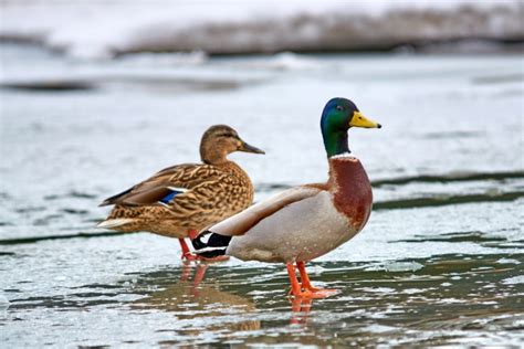 15 Interesting And Fun Mallard Duck Facts You Never Knew Optics Mag