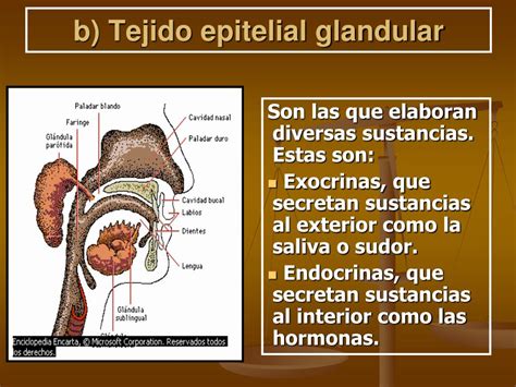 O Que Escamoso Glandular