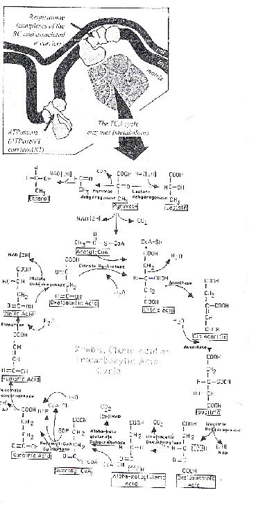 The tricarboxylic acid cycle and related enzymes. | Download Scientific Diagram