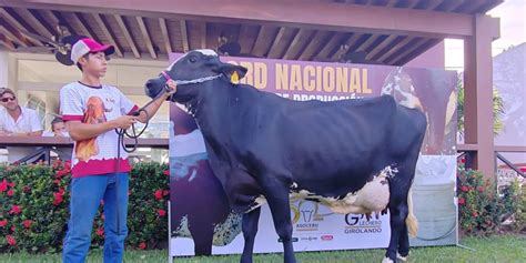 La vaca más lechera de Agropecruz 2024 rompe el récord nacional de