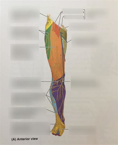 Cutaneous Nerves Of Lower Limb Anterior View Diagram Quizlet