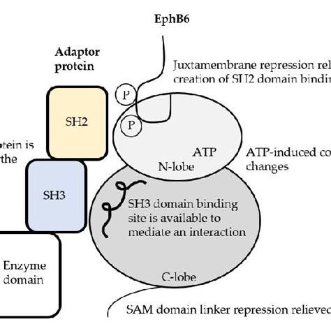 Hypothetical Activation Mechanism And Function Of Mammalian Ephb