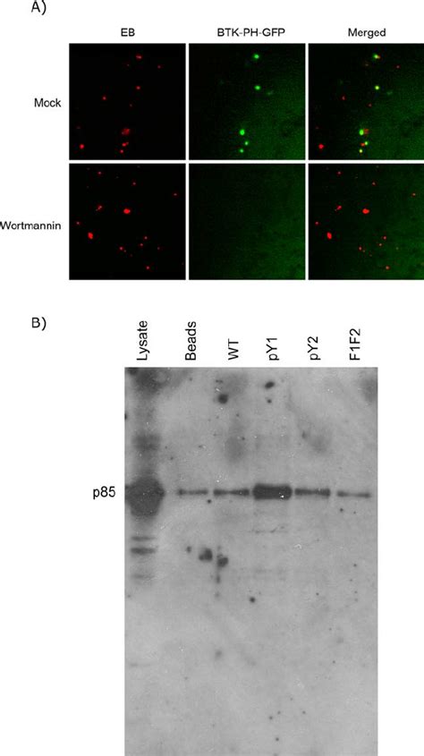 The P85 Subunit Of Phosphatidylinositol 3 Kinase Interacts With The