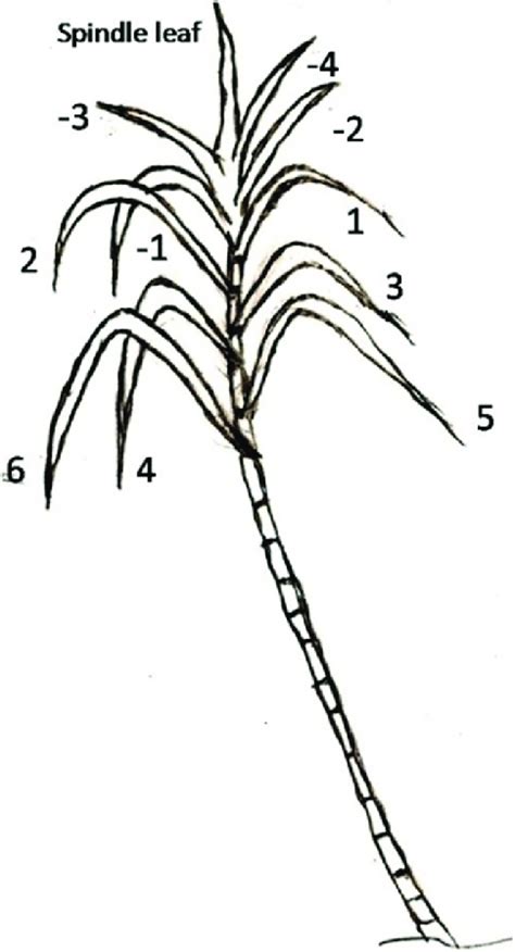 Sugarcane Outline