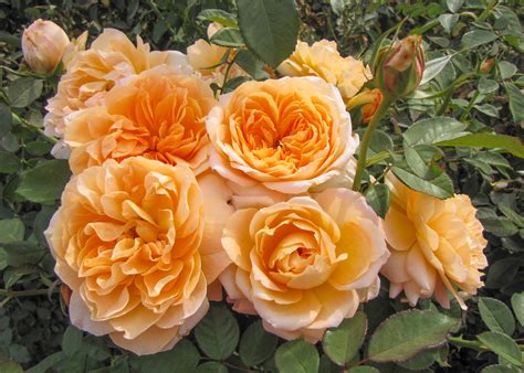 Forever Amber™ – Weeks Roses