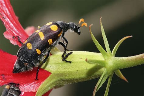 Blister Beetle Wikipedia