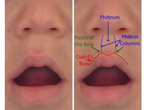 Anatomy Of The Lips And Nose Lipstutorial Org