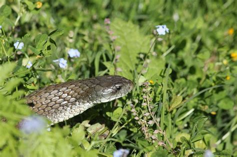 Nature Brown Snake Australia - Free photo on Pixabay