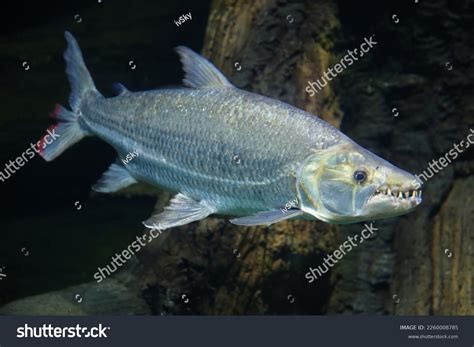 Fish Under Water Goliath Tigerfish Hydrocynus Stock Photo