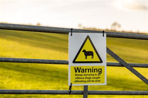 Sheep In Danger Stock Photos Pictures And Royalty Free Images Istock