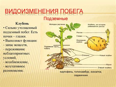 Внешнее строение побега - презентация онлайн