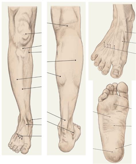 PHT1103 Leg And Foot Topographical View Labeling Diagram Quizlet