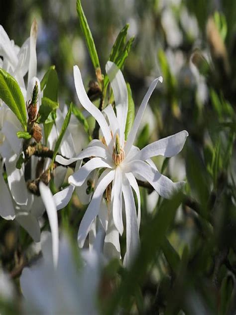 Oderings Deciduous Tree Magnolia Star Wars