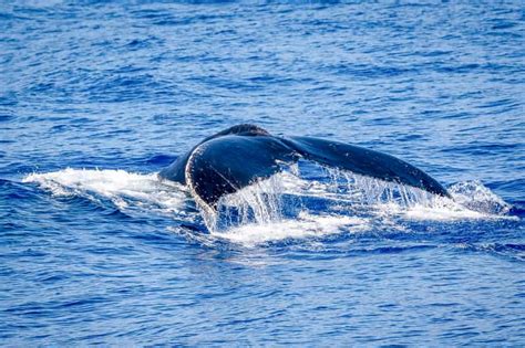 Kailua Kona Whale Watching Cruise On The Big Island Getyourguide