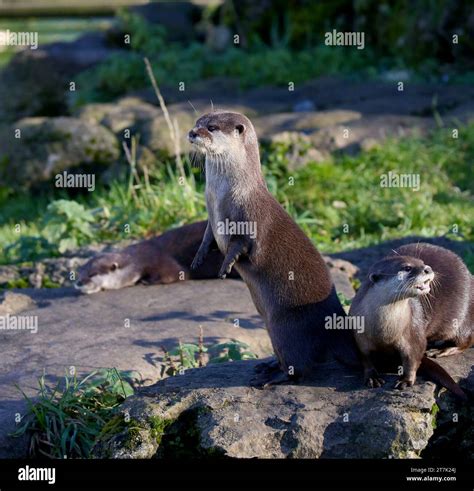 Asian Small-Clawed Otters Stock Photo - Alamy