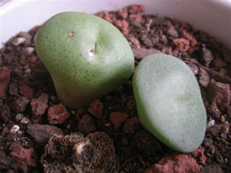 Conophytum Obcordellum Ceresianum 01 Lrsfli Flickr