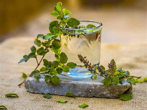 Tulsi Leaves Water On Empty Stomach 7 Health Benefits Of Drinking Holy