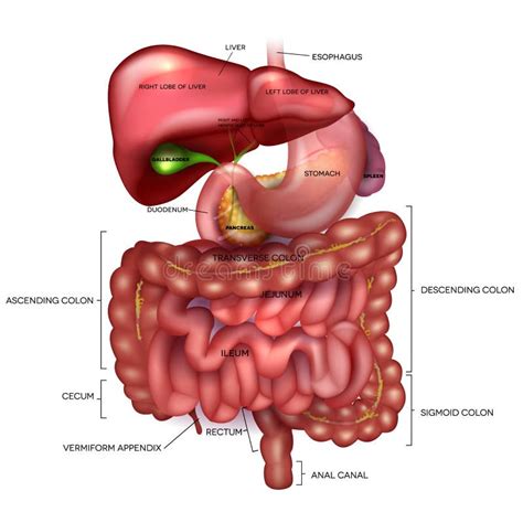 Órganos Del Aparato Gastrointestinal Esófago Estómago Duodeno