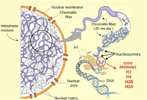 Chromatin Structure Schematic Representation Of Chromatin Structure