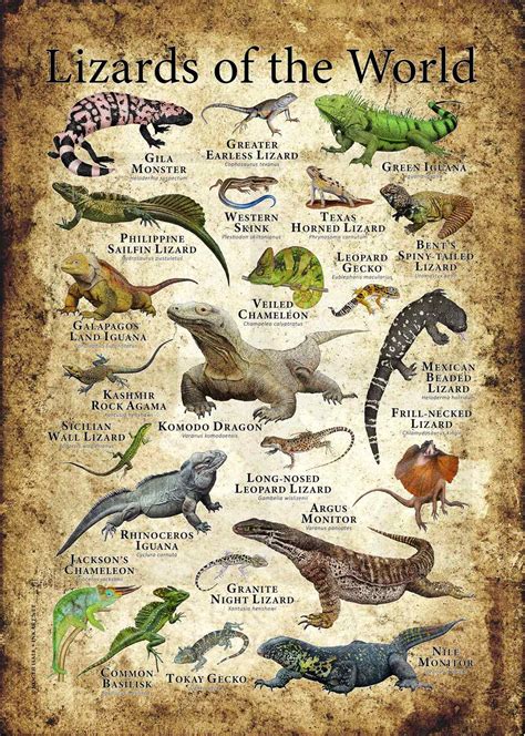 Types Of Lizards Chart