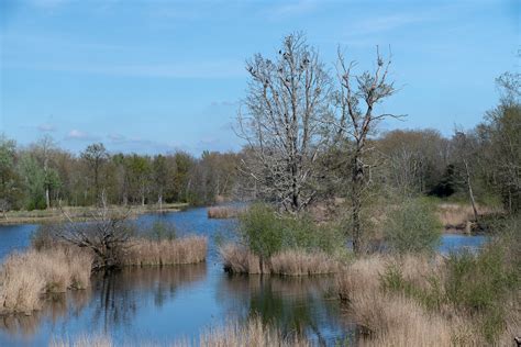 Randonnée découverte des marais le long de l Essonne le 14 novembre