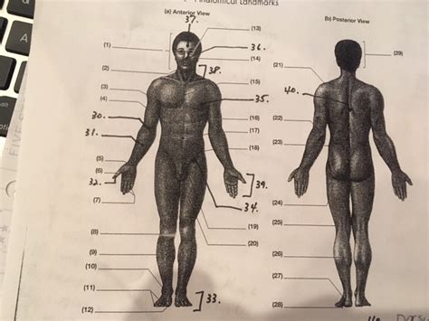 Anatomical Landmarks Diagram Quizlet