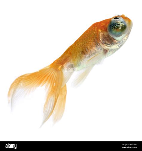 Goldfish Common Carp Celestial Eye Goldfish Celestial Chotegan