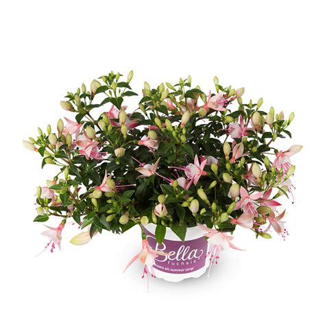 Bella Fuchsia ® Sophia * | Hendriks Young Plants