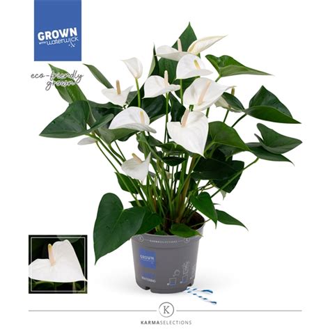 Anthurium KARMA White 17cm WhiteWinn P17 FloraXchange